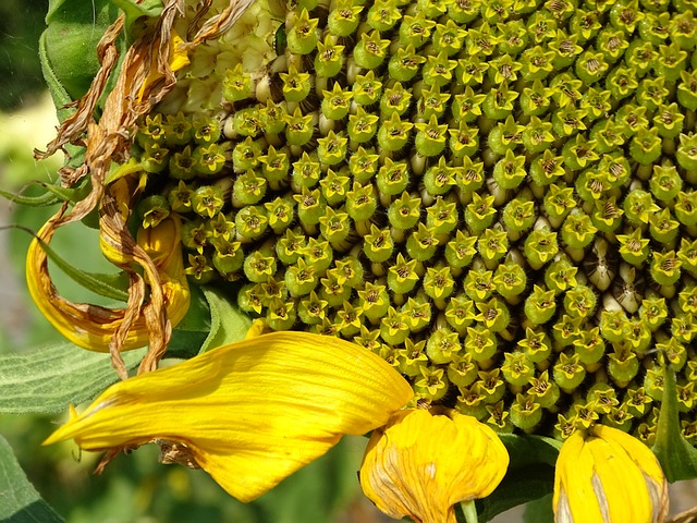 Free Sunflower Flower photo and picture