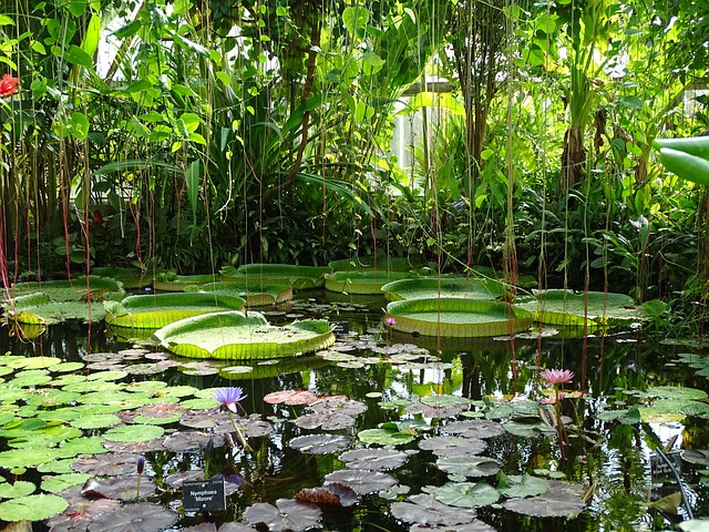 Free Water Lily Flower photo and picture