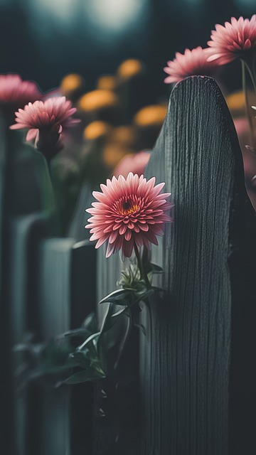 Free Ai Generated Dahlia illustration and picture