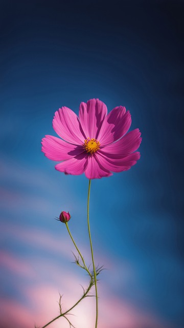 Free Cosmos Nature illustration and picture