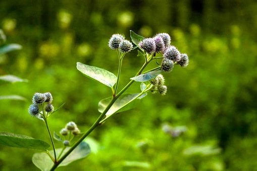 Sommer, Blomst, Grøn, Baggrund, Makro