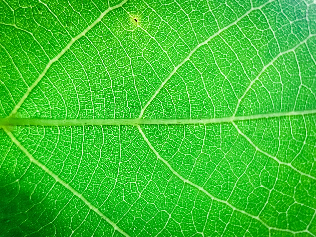 Leaves Autumn Nature - Free photo on Pixabay