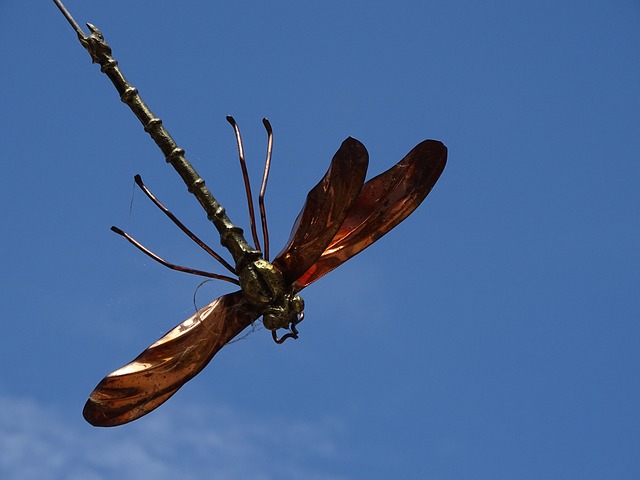 Free Dragonfly Insect photo and picture