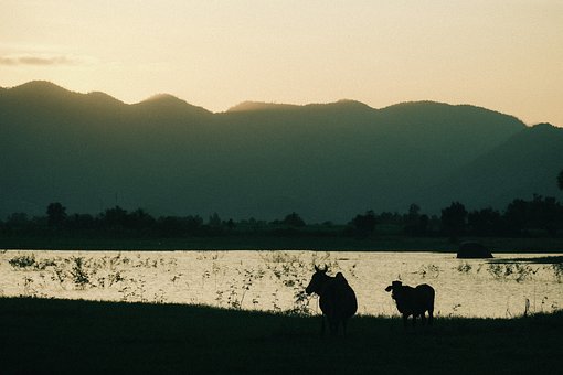 Free Cow Animal photo and picture