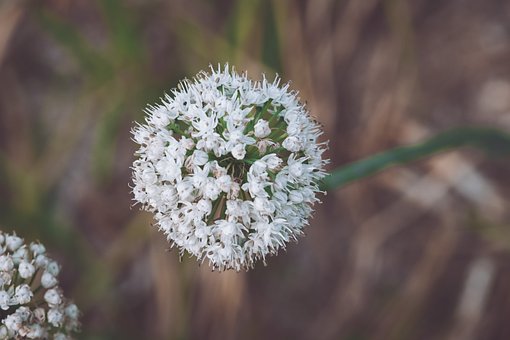 Free Flower Plant photo and picture