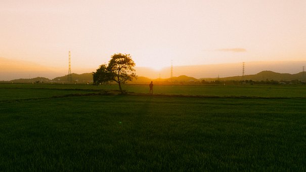 Free Sunset Field photo and picture