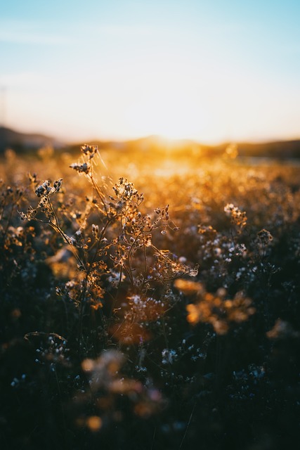 Free Sunset Flowers photo and picture