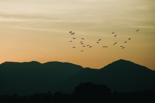 Free Sunset Birds photo and picture