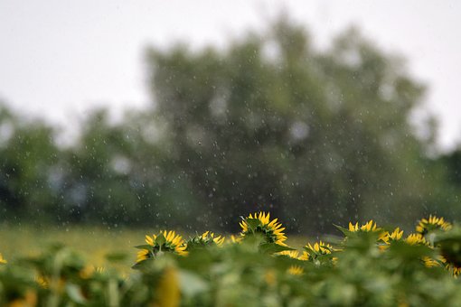 Dusj, Natur, Regn, Solsikke, Blomst