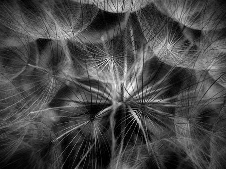 Blomst, Natur, Flora, Kronblad