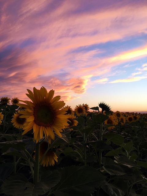 Solnedgang, Natur, Landskapet, Himmelen