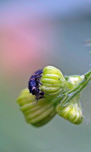 Larve, Insekt, Natur, Makro, Billelarve