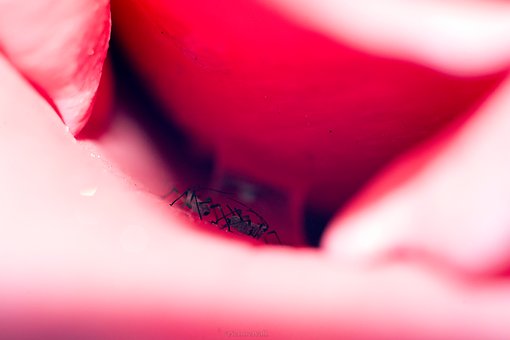 Blomst, Natur, Petals, Sommer, Rose