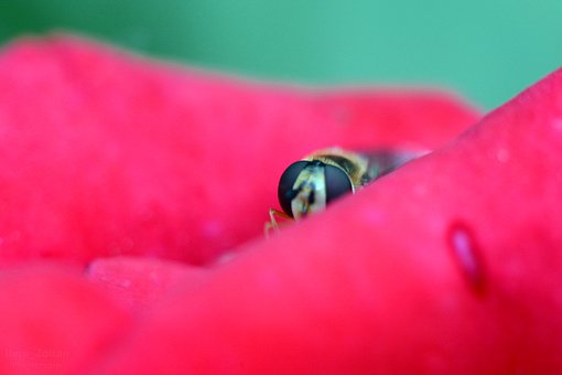 Alaus, Insekt, Natur, Blomst, Makro