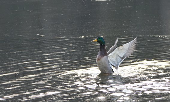 Duck, Fuglen, Natur, Dyr, Dyreliv, Fjær