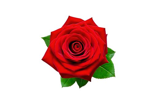 Rose, Natur, Blomst, Hofte, Roser