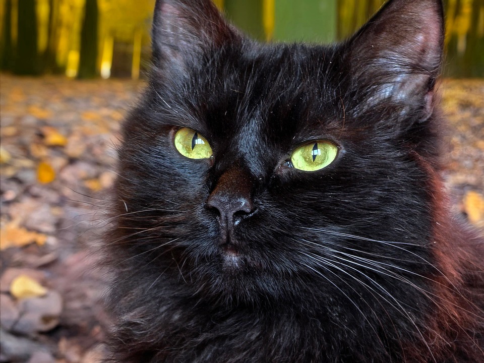 black-cat-9409858_960_720.jpg