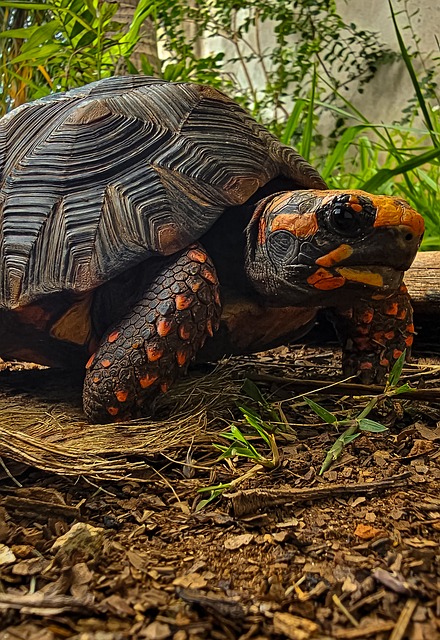 Schildkröte, Tier, Natur, Reptil, Wild