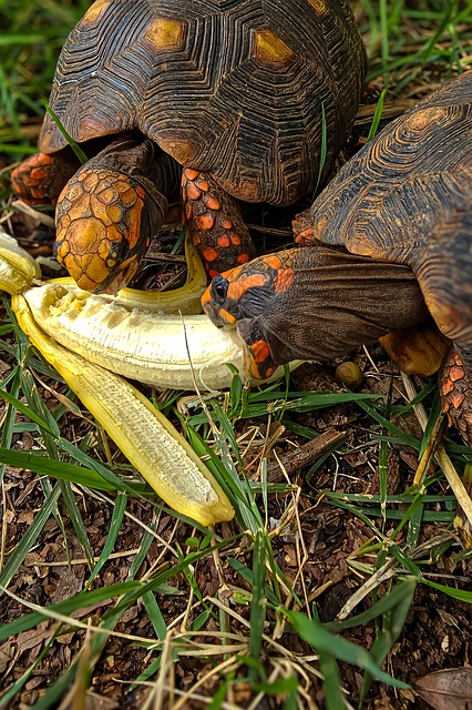 Schildkröten, Tiere, Natur, Reptilien