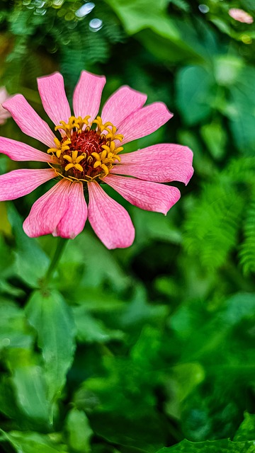 Sommer, Natur, Blüte, Blume, Flora
