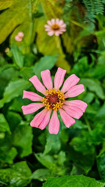 Sommer, Natur, Blüte, Blume, Flora