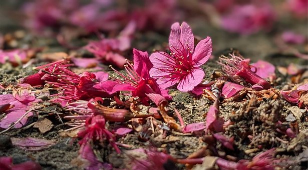 Kersebloesem, Bloesem, Natuur, Bloemen