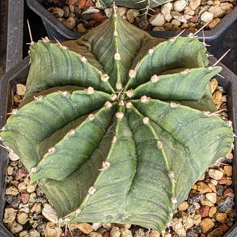 Cactus, Plantaardige, Natuur, Groente