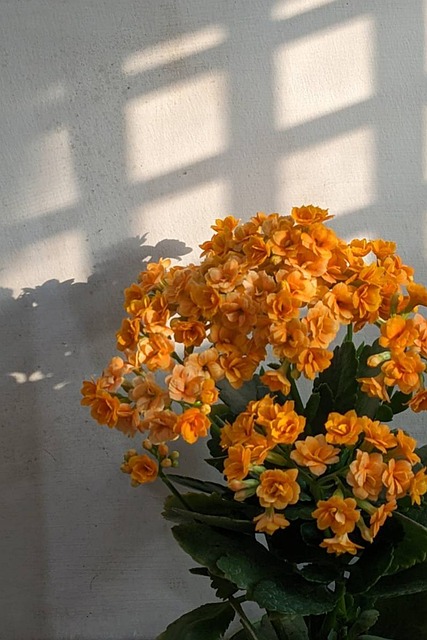 Bloem, Natuur, Plantaardige, Oranje