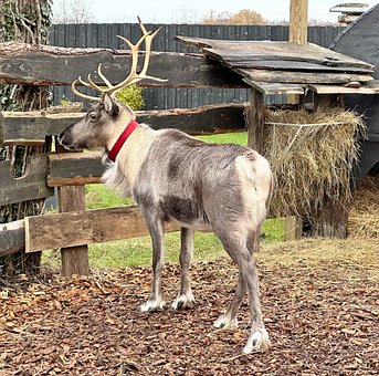 Free Clean Reindeer photo and picture
