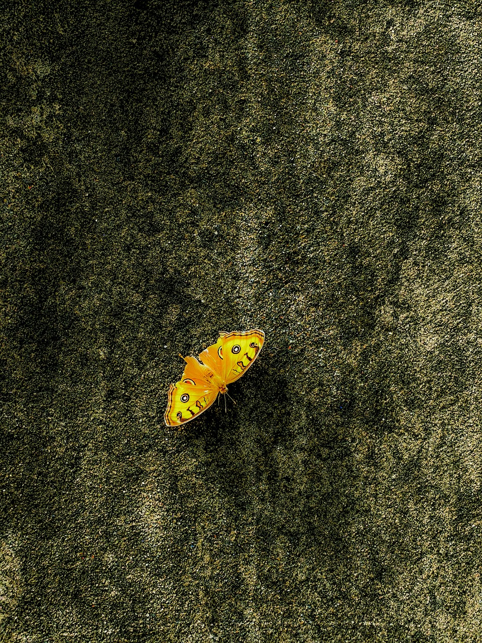 Butleal Insect Buttefly Insect - Free photo on Pixabay