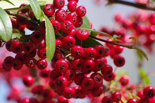 Free Red Berries photo and picture