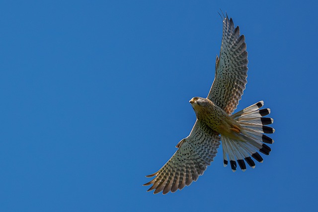 Falke, Vogel, Natur, Raubvogel, Tier