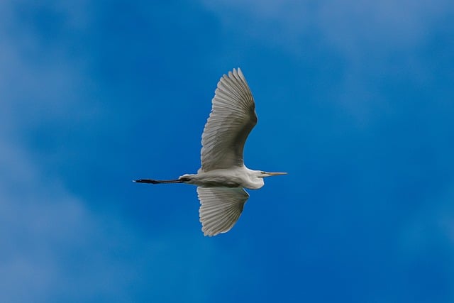 Silberreiher, Reiher, Natur, Vogel, Tier
