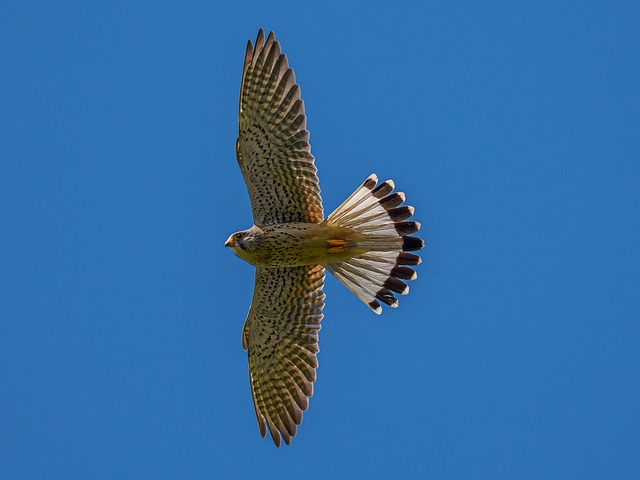 Vogel, Falke, Natur, Raubvogel, Tier