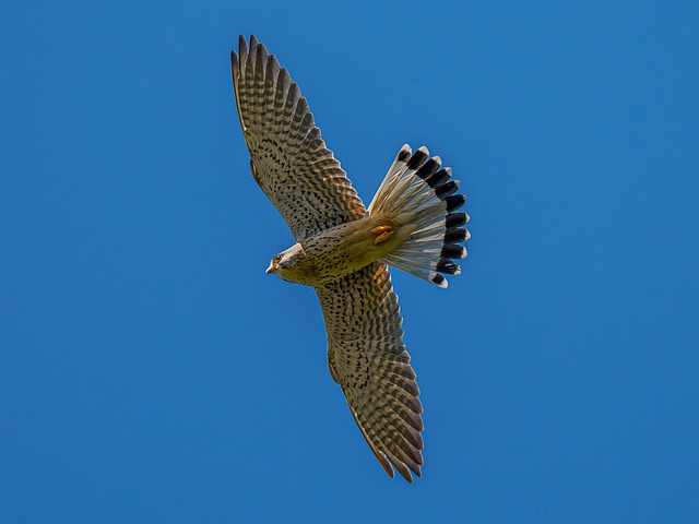 Falke, Vogel, Natur, Raubvogel, Tier