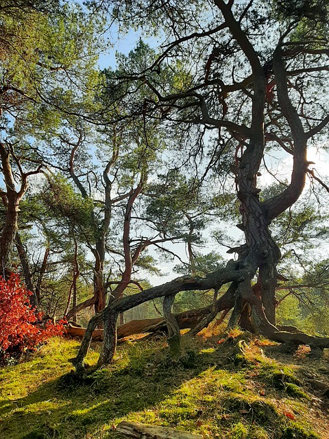Free Forest Tree photo and picture
