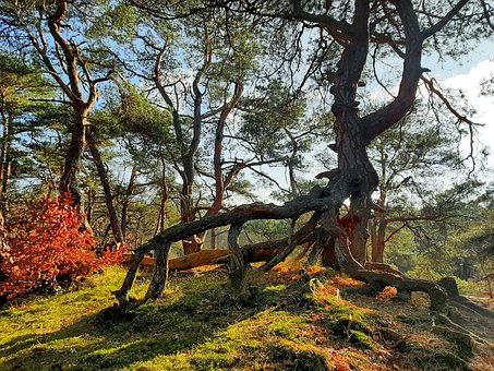 Free Forest Tree photo and picture
