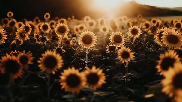 Ai Genereret, Blomster, Sol, Natur