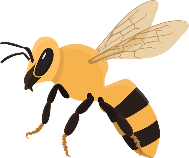 Free honeybee bee insect vector