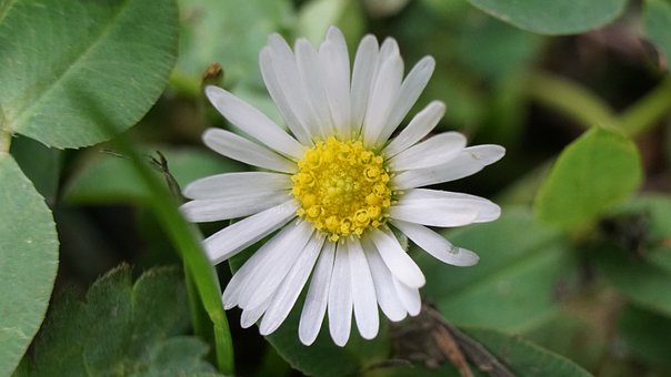 Free Daisy Flower photo and picture