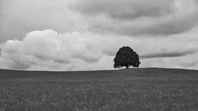 Boom, Landschap, Gras, Natuur, Heuvel