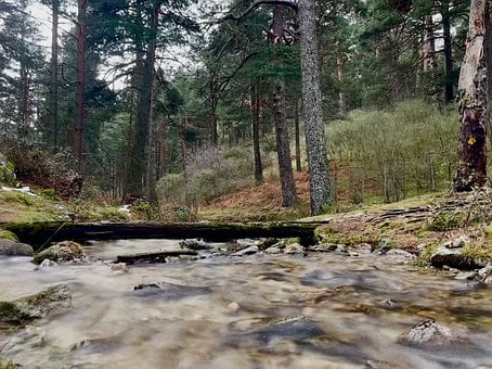 Natuur, Forest, Water, Rivier, Brook