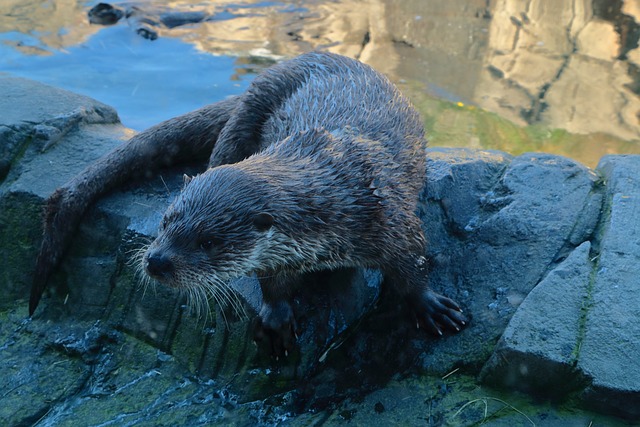 Free Otter Animal photo and picture
