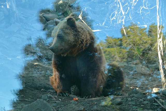 Free Bear Nature photo and picture