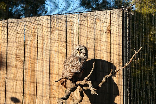 Free Animal Nature photo and picture