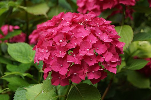 Free Flora Nature photo and picture