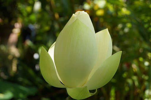 Free Nature Flora photo and picture
