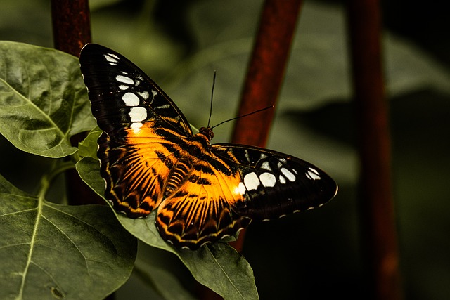 Free Butterfly Insect photo and picture
