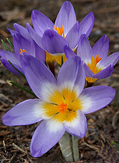 Free Nature Flowers photo and picture