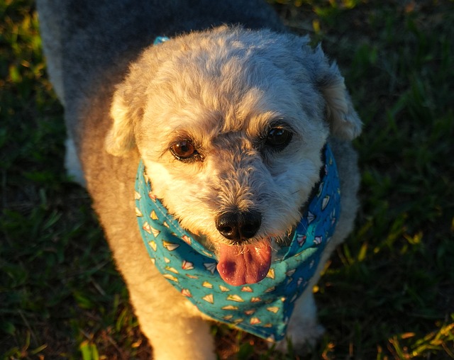 Free Dog Pet photo and picture